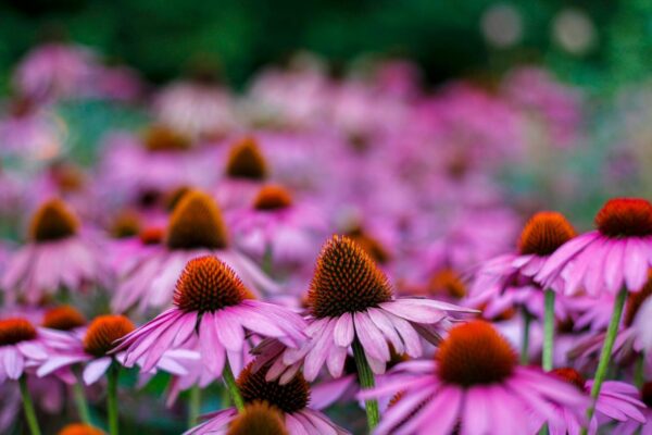 Blooming purple coneflowers with vibrant petals in Passau, Germany garden.