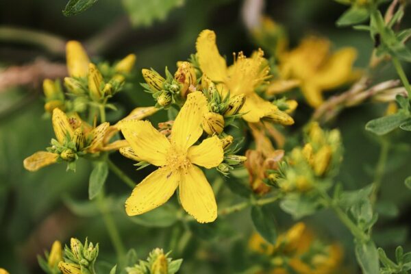 johannis herbs, hypericum perforatum, nature, flower wallpaper, medicinal plant, blossom, bloom, yellow, flower, plant, wildflowers, botany, flora, flower background, wildflower, beautiful flowers, pointed flower, hypericaceae, black family, medicine, st john's wort oil, depression