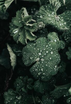Macro shot of lady's mantle leaves with dew droplets, showcasing natural beauty and texture.