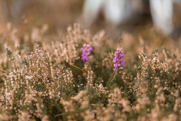 Vibrant purple bell heather flowers set in a lush Irish landscape with soft focus.