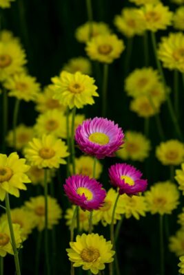 A colorful display of pink and yellow everlasting daisies in a Melbourne garden.