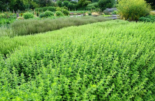 herb, plant, green, thyme, zollikon, park, meadow, field, agriculture, rosemary, maggi, summer, path, quiet, mountain, village, nature, yummy, vitamin, meal, cook, seasoning, collection, lots, thyme, thyme, thyme, thyme, thyme, rosemary, rosemary, rosemary, maggi