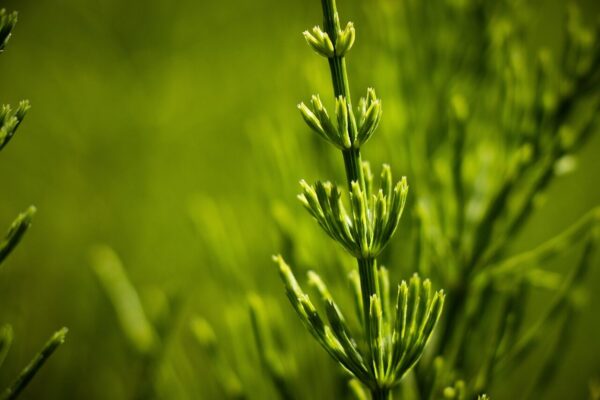 horsetail, green, plant, medicinal herb, meadow, nature, horsetail, horsetail, horsetail, horsetail, horsetail