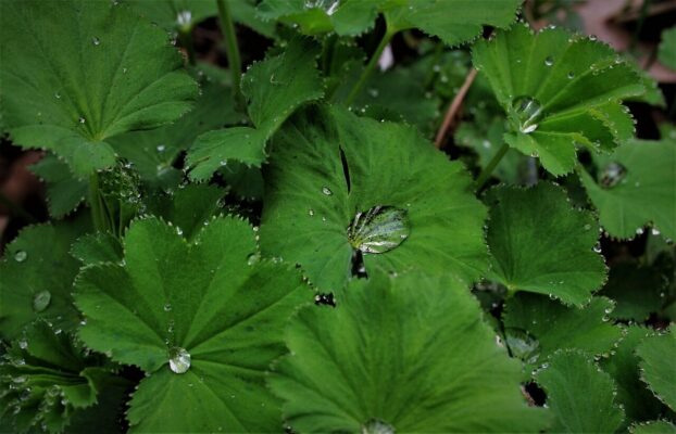 soft lady's mantle, frauenmantel, velvet lady's mantle, drops, water pearls, raindrop, rain, garden, droplets, green, plants, leaf, alchemilla mollis, nature, leaves, spring, growth, forest, environment, frauenmantel, frauenmantel, frauenmantel, rain, alchemilla mollis, alchemilla mollis, alchemilla mollis, alchemilla mollis, alchemilla mollis