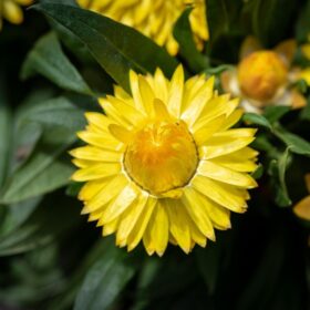 flower, beautiful flowers, blossoms, everlasting flowers, yellow, nature, garden, summer, flower background, bloom, flower wallpaper, flora, close up