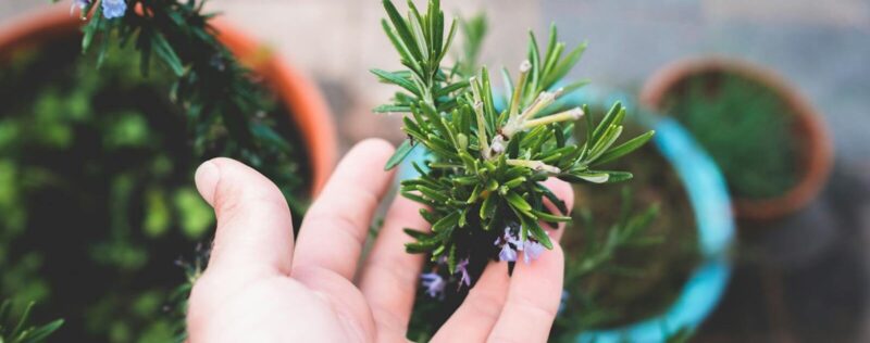 High angle crop gardener demonstrating lush flowering rosemary plant cultivated in pots on house terrace in daylight