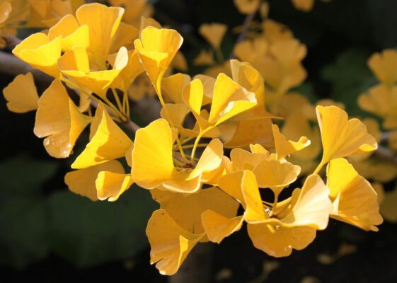 ginkgo biloba, autumn, nature, macro, golden, tree