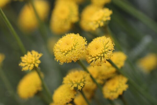 nature, flower, everlasting, mediterranean, imortelle, beautiful flowers, flower background, flower wallpaper, plant, yellow