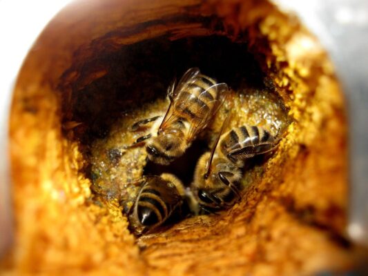 bees, insects, propolis, nature, hollow, hive, propolis, propolis, propolis, propolis, propolis