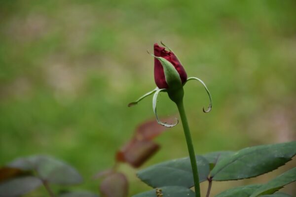 rose bud, red rose bud, rose flower, rose, flower background, red rose, flower wallpaper, flower, blooming, nature, garden, beautiful flowers, spring, bloom, flora