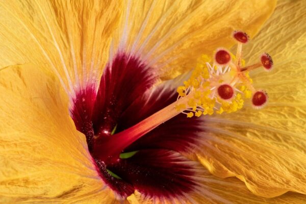 flower, flower wallpaper, beautiful flowers, flower background, orange, red, hibiscus, macro, nature, dust collector, stamen