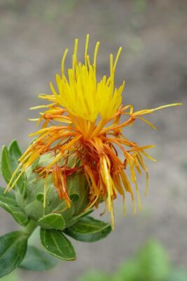 safflower, carthamus tinctorius, composite family, asteraceae, thistle-like, safflower oil, flower, plant, flora, nature, yellow, orange, oil paint, margarine, salad dressing