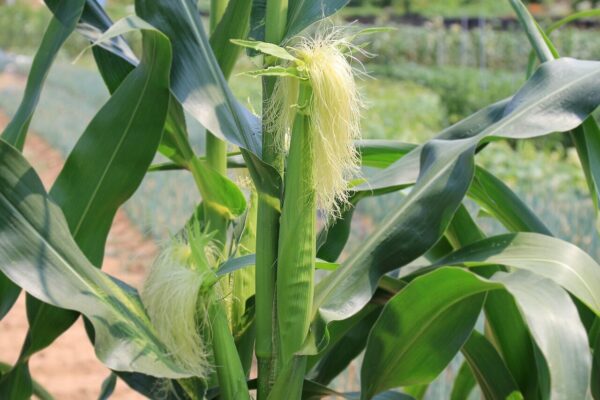 Doğanın İnce Mirası: Mısır Püskülünün Faydaları ve Geleneksel Kullanımı corn stalks, corn ears, corn silk, maize, corn, agriculture, green, food, field, farm, crop, plant, organic, farming, nature, stalks, leaf, growth, cob, produce, cultivation, growing, green farm, green growth, corn silk, corn silk, maize, maize, maize, maize, maize, corn