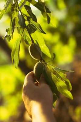 A hand gently picking ripe almonds from a tree branch in a sunlit orchard.