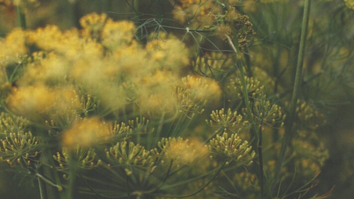 A detailed and soft-focused image showcasing blooming dill flowers during springtime.