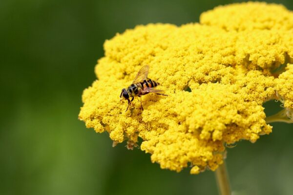 skull hoverfly, golden yarrow, death's-head hoverfly, insect, yarrow, achillea, pollinating, yellow flower, pollination, gold-colored