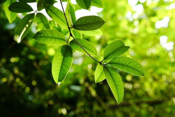 Green leaves bask in the sunlight.