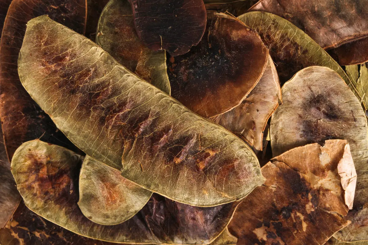 Açlık Otu