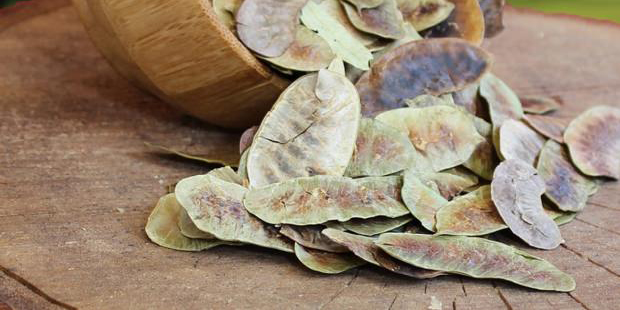 Açlık Otu
