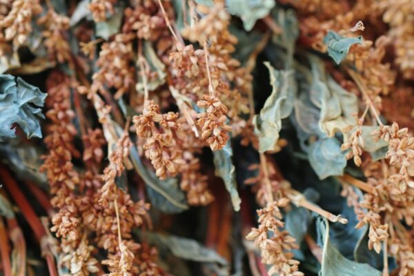 A close up of a bunch of leaves and flowers