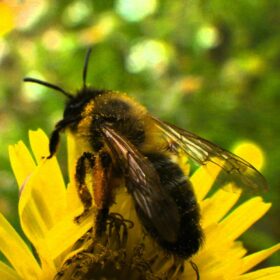 Çiçek üzerinde bir arı.