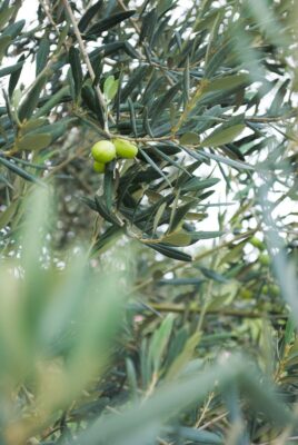 zeytin yaprağı