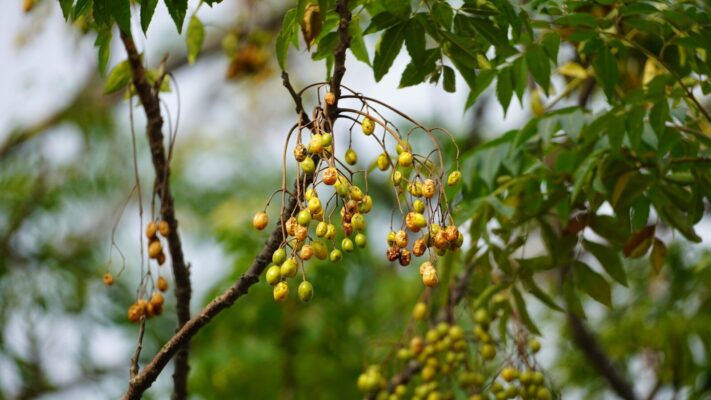 Clusters of small yellow berries hang from branches.