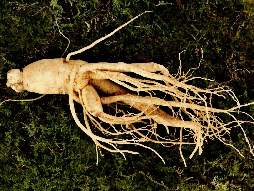 ginseng 2 - Ginseng Tozu: Doğanın Kadim Gücü ve Kırmızı Ginseng’in Teknik Özellikleri