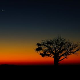 silhouette of tree during sunset