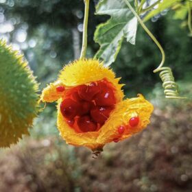 a close up of a flower on a tree