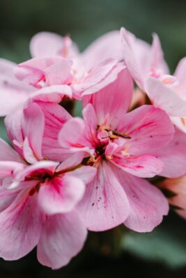 pink flower in macro shot