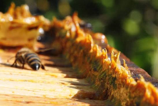 propolis 1 - Doğal Bir Güç Kaynağı: Toz Propolis ve Kullanım Rehberi