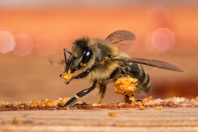 propolis 6 - Doğal Bir Güç Kaynağı: Toz Propolis ve Kullanım Rehberi
