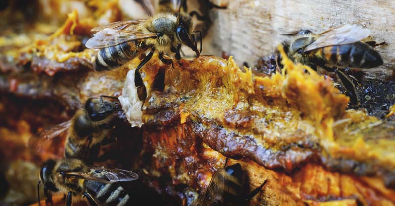 propolis 7 - Doğal Bir Güç Kaynağı: Toz Propolis ve Kullanım Rehberi