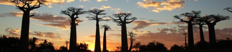 baobab