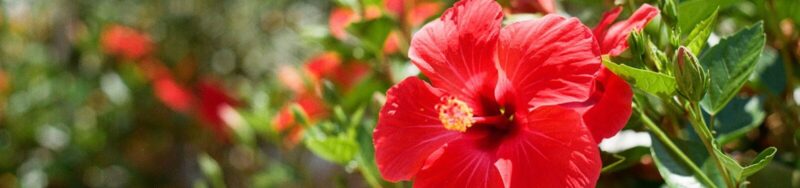 hibiskus