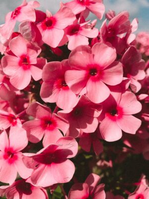 pink petaled flower