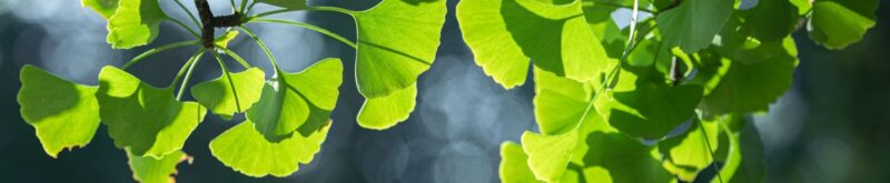 ginkgo biloba