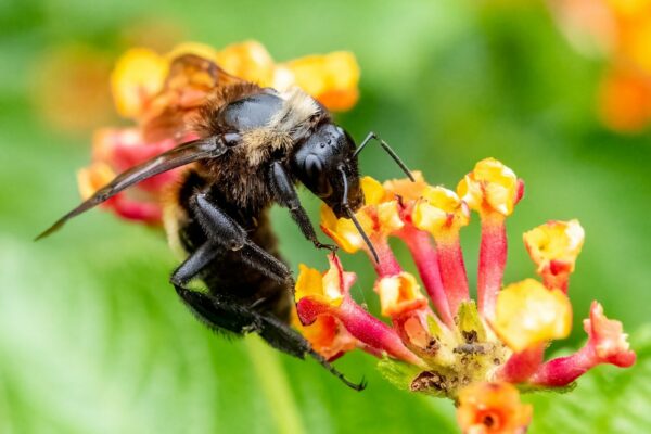 Çiçek üzerinde bir arı.