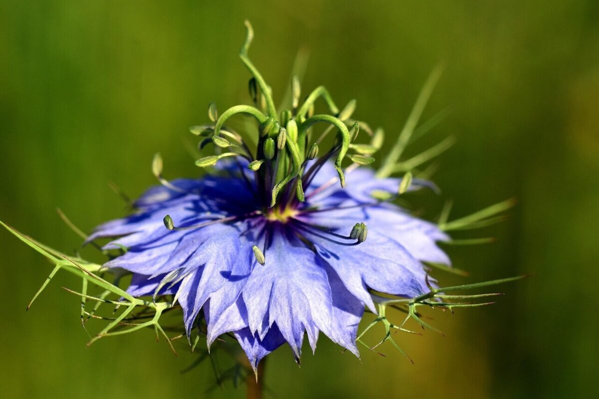 virgin in the green, nigella damascena, beautiful flowers, flower background, gretl in the perennials, gretchen in the bush, venus-haired, flower wallpaper, bride in hair, nature, damask black cumin, damask caraway, garden black cumin, black cumin, nigella sativa, blossom, bloom, close up, late summer, violet, flower