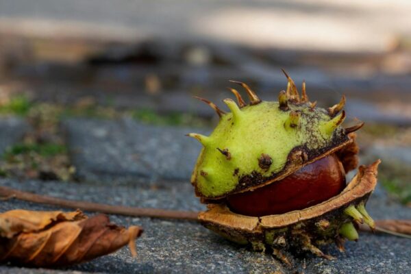 Detailed macro shot of a spiny chestnut shell and nut on the ground, showcasing fall textures.