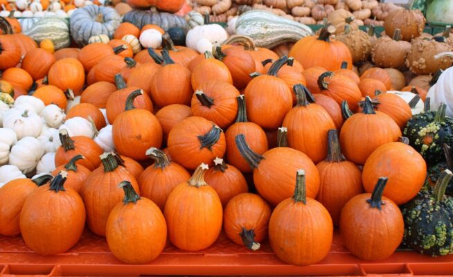 Vibrant pumpkins on display at the Circleville Pumpkin Show in Ohio.