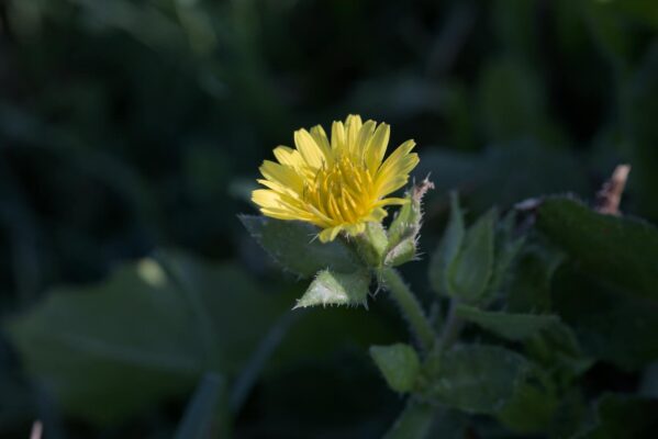 Close-up of a vibrant yellow flower blooming amidst green foliage under natural sunlight.