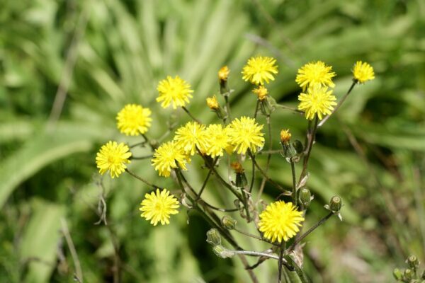 Close-up of vibrant yellow flowers in green foliage, captured outdoors in daylight.
