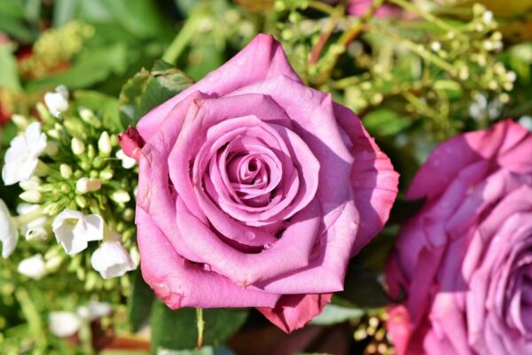 rose, rose blossom, flower background, pink rose, beautiful flowers, beautiful, blossom, bloom, flower wallpaper, romantic, flower, plant, purple, nature, rose flower, bloom