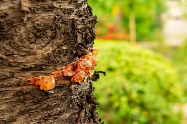Detailed view of amber-colored resin on a tree trunk with blurred foliage background.