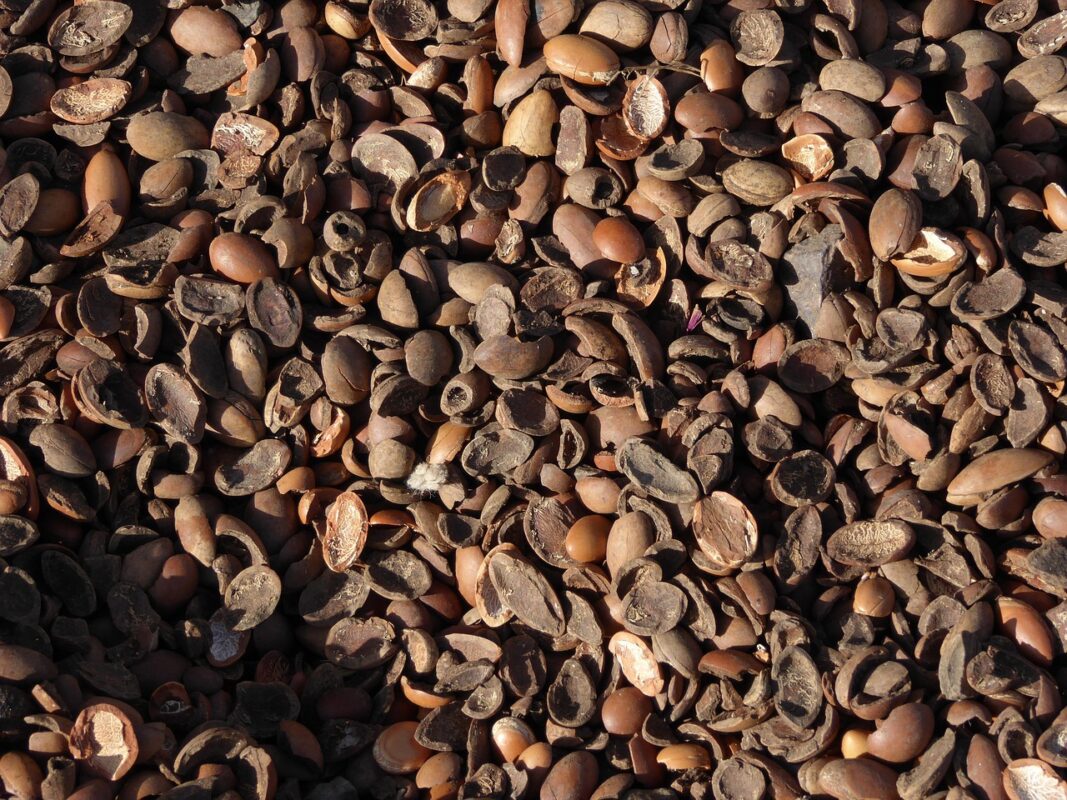argan oil, nutshells, argan nuts, morocco, bioargan, argan oil, argan oil, argan oil, argan oil, argan oil