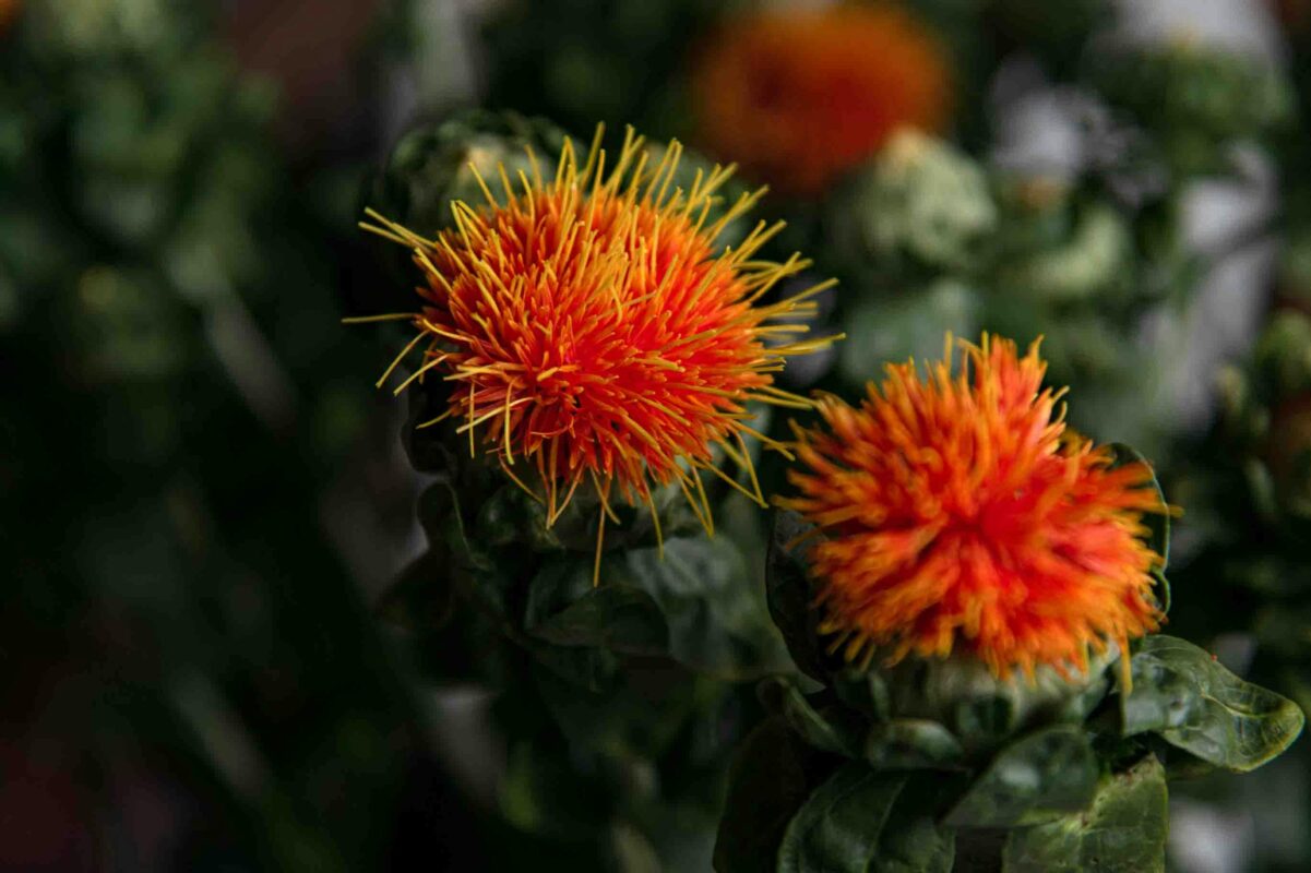Close-up of vivid orange safflower blossoms in an indoor garden setting, showcasing their striking beauty.