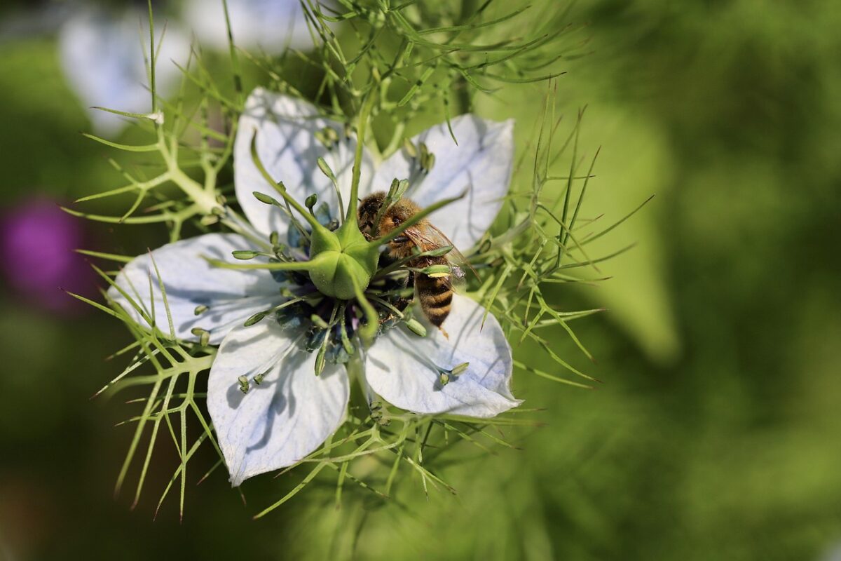 virgin in the green, bee, damask black cumin, honey bee, nigella damascena, insect, pollinate, pollination