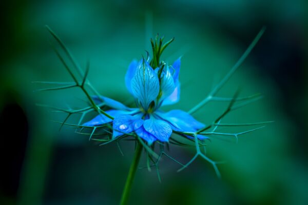 Stunning close-up of a blue Nigella flower, also known as Love-in-a-Mist, capturing delicate details.